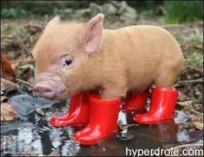 Comment appelle-t-on le petit du cochon ?