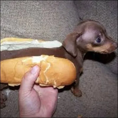 Que ne peut-il pas avoir dans le hot-dog ?