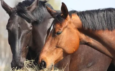 Quiz Galop 3