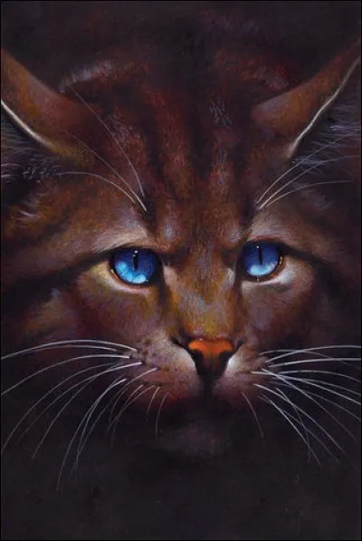 Mais qui est donc ce chat aux yeux bleus ?