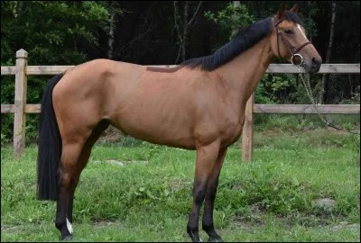 Quel bruit une jument fait-elle ?