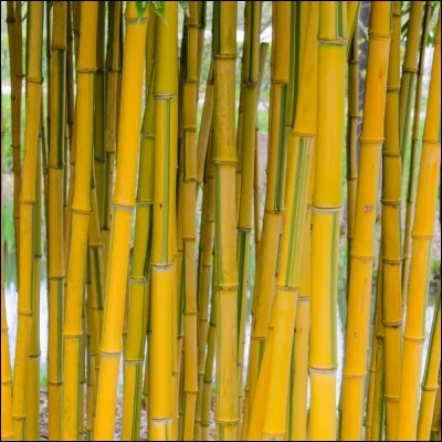 Retrouvez l'animal qui raffole du bambou.