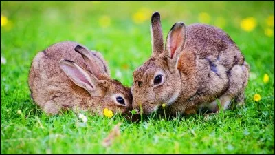 De quoi les lapins raffolent-ils ?