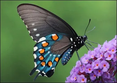 En quel autre insecte les chenilles se transforment-elles ?