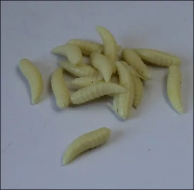 Les asticots sont les larves de :