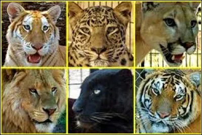 Quel animal n'est pas un félin ?