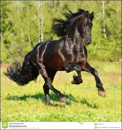 Le galop est une allure sautée à ...