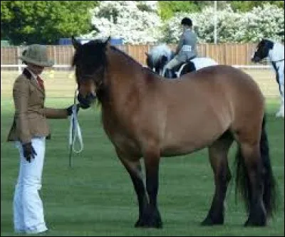 Et lui, quelle est sa race ?