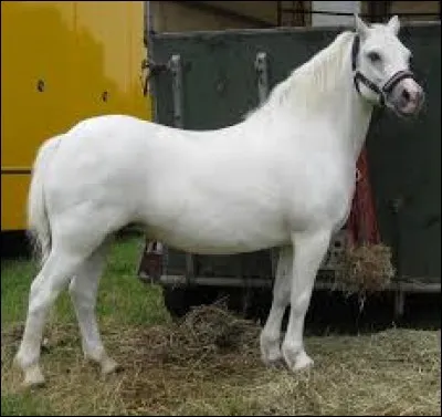 On corse un peu, quelle est sa race ?