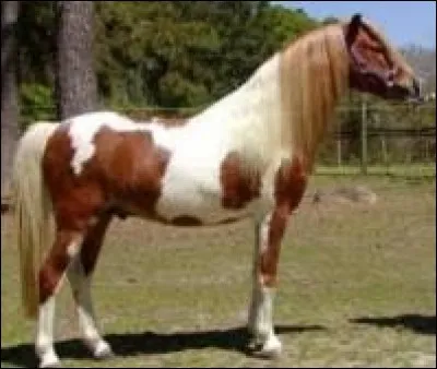 Quelle est cette race ?