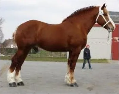 On passe à un cheval un peu plus costaud.