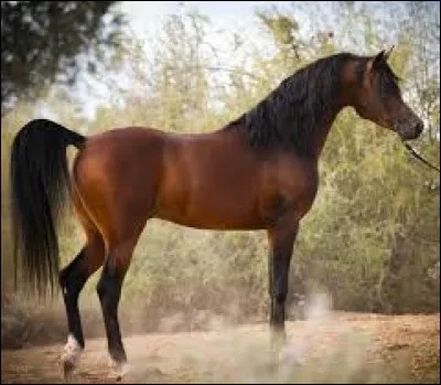 Et la race de celui-ci ?