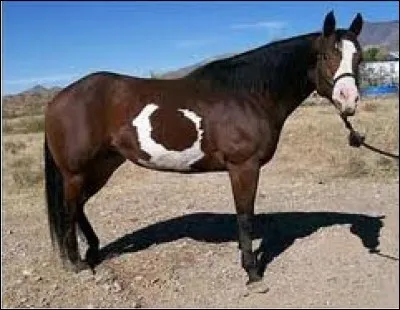 Et ce dernier, quelle est sa race ?