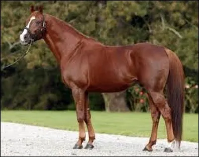 Et pour ce bel alezan ?