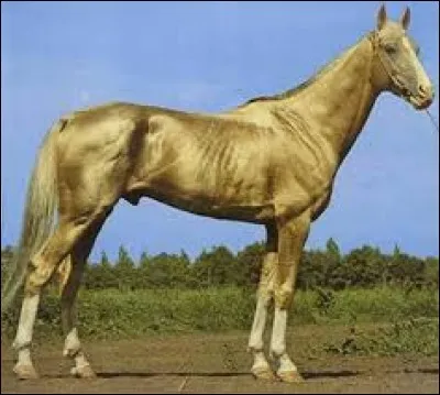 Et ce cheval au pelage si particulier ?