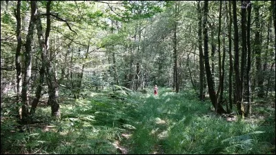 Comment dit-on "une forêt" en allemand ?