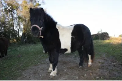 Quelle est la robe de ce poney ?