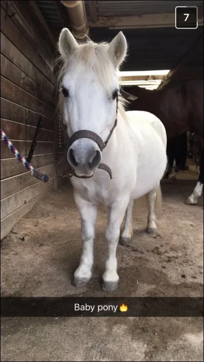 Quelle est la race de ce poney ?