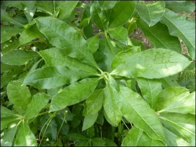 Ses feuilles sont  :