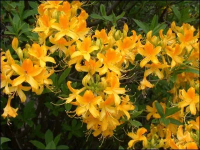 Ses fruits sont visibles  :