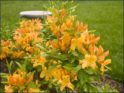 Quelle partie de ce végétal est toxique ?