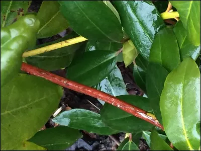 Les rameaux de ce végétal sont  :