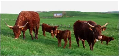 Aubrac ou... bien est-ce l'autre ?