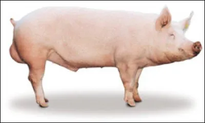 Porc large white ou porc landrace. Lequel est-ce ?