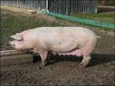 J'ai été importé du Danemark et de Suède à partir des années 1930. Qui suis-je ?