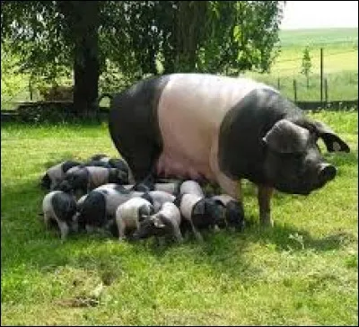 Après avoir manqué de disparaître dans les années 1970 et 1980, j'ai été sauvé par le programme de sauvegarde mené par l'Institut technique du porc...