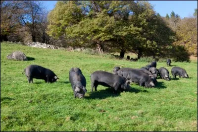 Je suis une race porcine locale du sud-ouest de la France...