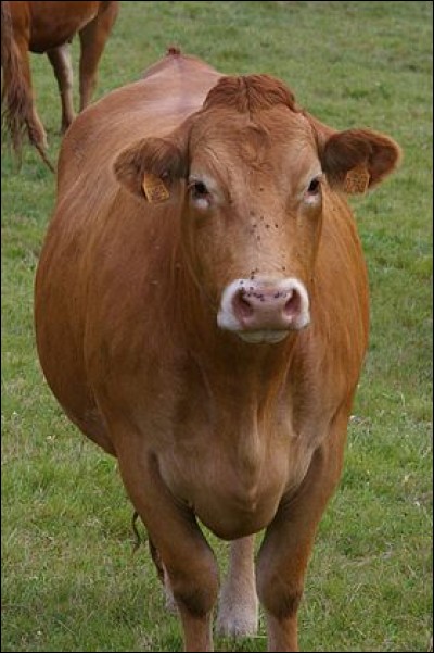 Quel est le nom de cette race bovine rustique ?