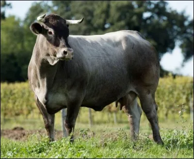 Quel est le nom de cette race bovine originaire du sud de la Gironde ?