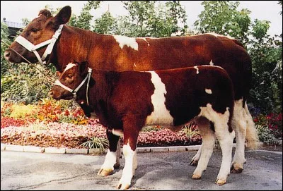 Indiquez le nom de cette race bovine.