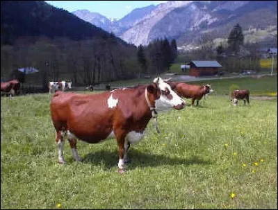 Abondance ou vosgienne. Choisissez.