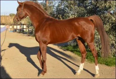 Quelle est cette race ?