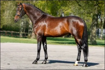 Quelle est cette race ?