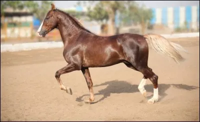 Quelle est cette race ?