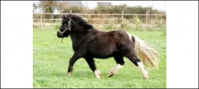 Quelle est la race et la robe ?