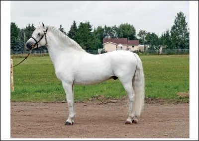 Quelle est la race et la robe ?