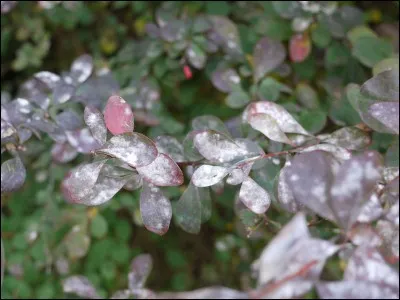 À quoi est-il sensible ?