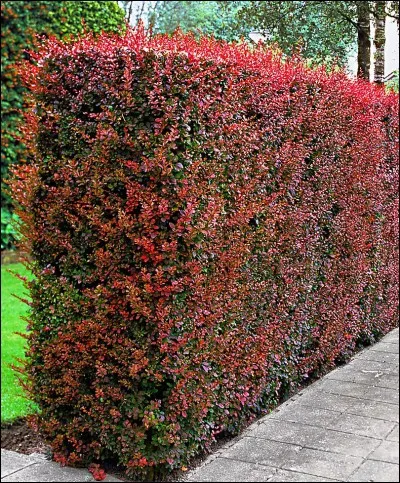 Ce végétal est surtout utilisé en :