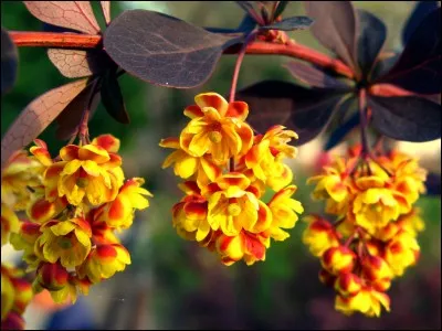 Ses fleurs sont de couleur :