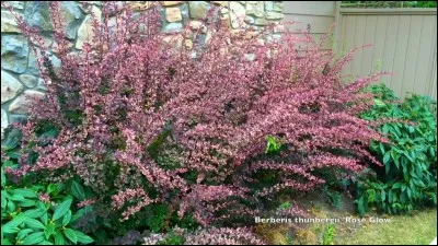 Ce végétal est donc un :