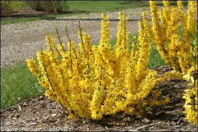 Ce végétal peut mesurer  :