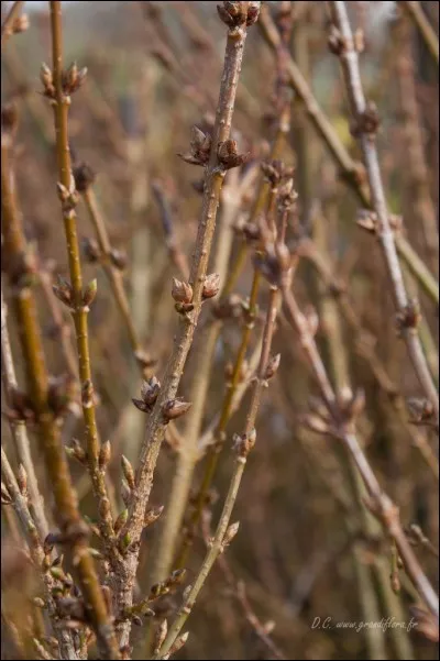 La couleur de l'écorce est :