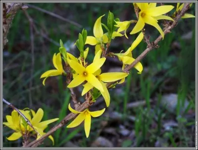 Ses fleurs sont de couleur :
