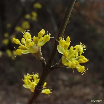 Les fleurs sont de couleur :