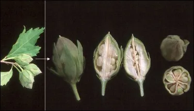 Ses fruits ont la taille :