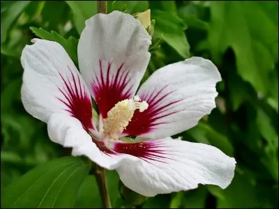 Le nom de ce végétal est :